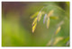 Cora Niele 'Sea Oats Grass' Canvas Art