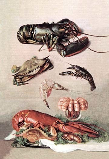 Shellfish - Gallery Wrapped Canvas Art 28" x 42"