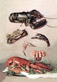 Shellfish - Gallery Wrapped Canvas Art 28" x 42"