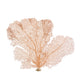 Natural Red Sea Fan, 7-10"