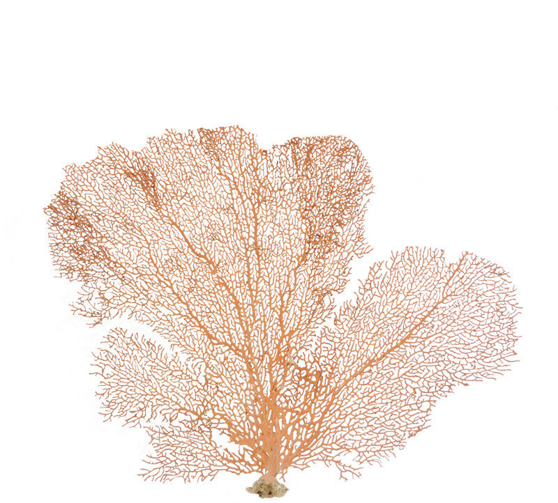 Natural Red Sea Fan, 7-10"