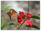 'Butterfly on Red Flowers' Canvas Art by Patty Tuggle
