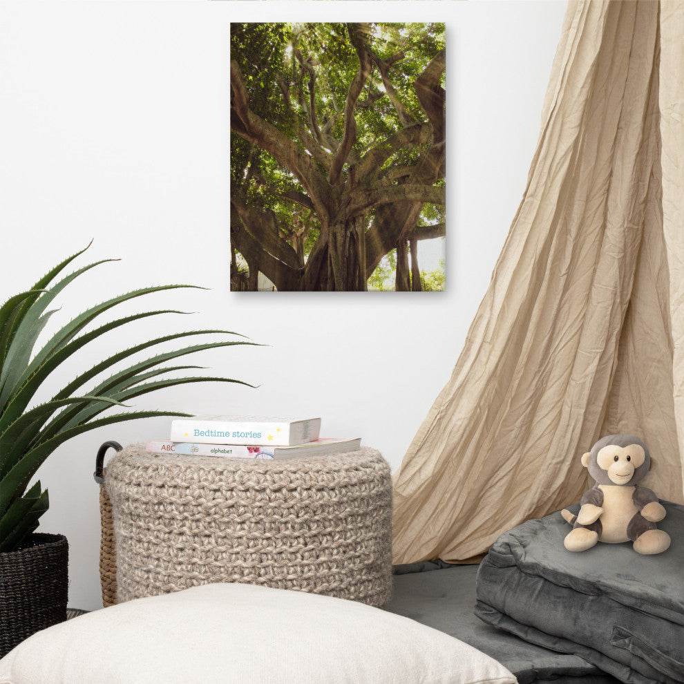 Banyan Tree With Glory Rays of Sunlight Botanical Photo Canvas Print, 16" X 20"