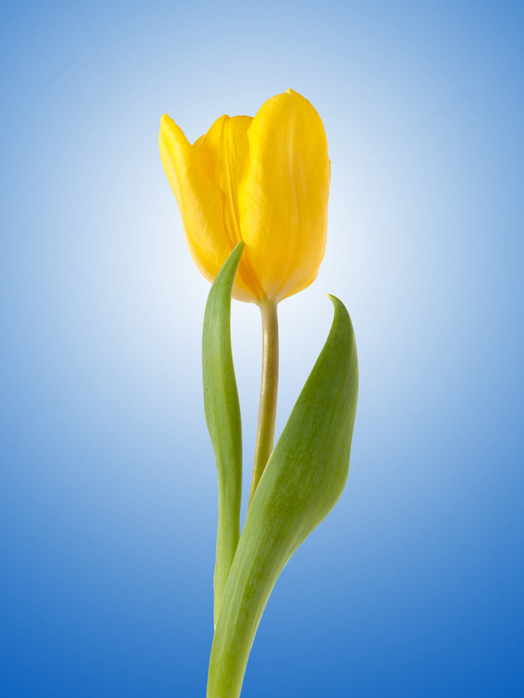 Yellow Tulip Minimal Botanical Floral Nature Photo Canvas Wall Art Print, 24" X 36"