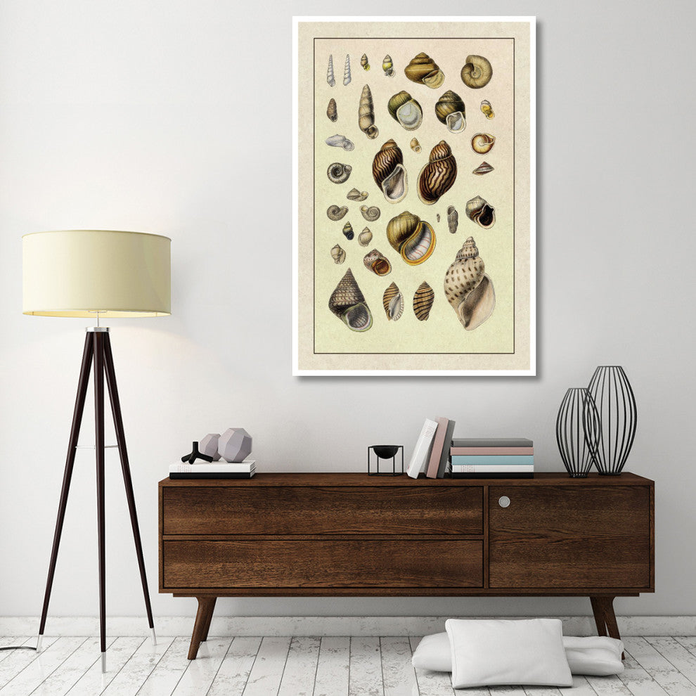 "Shells: Sessile Cirripedes #2" Digital Paper Print by G.B. Sowerby, 42"x62"