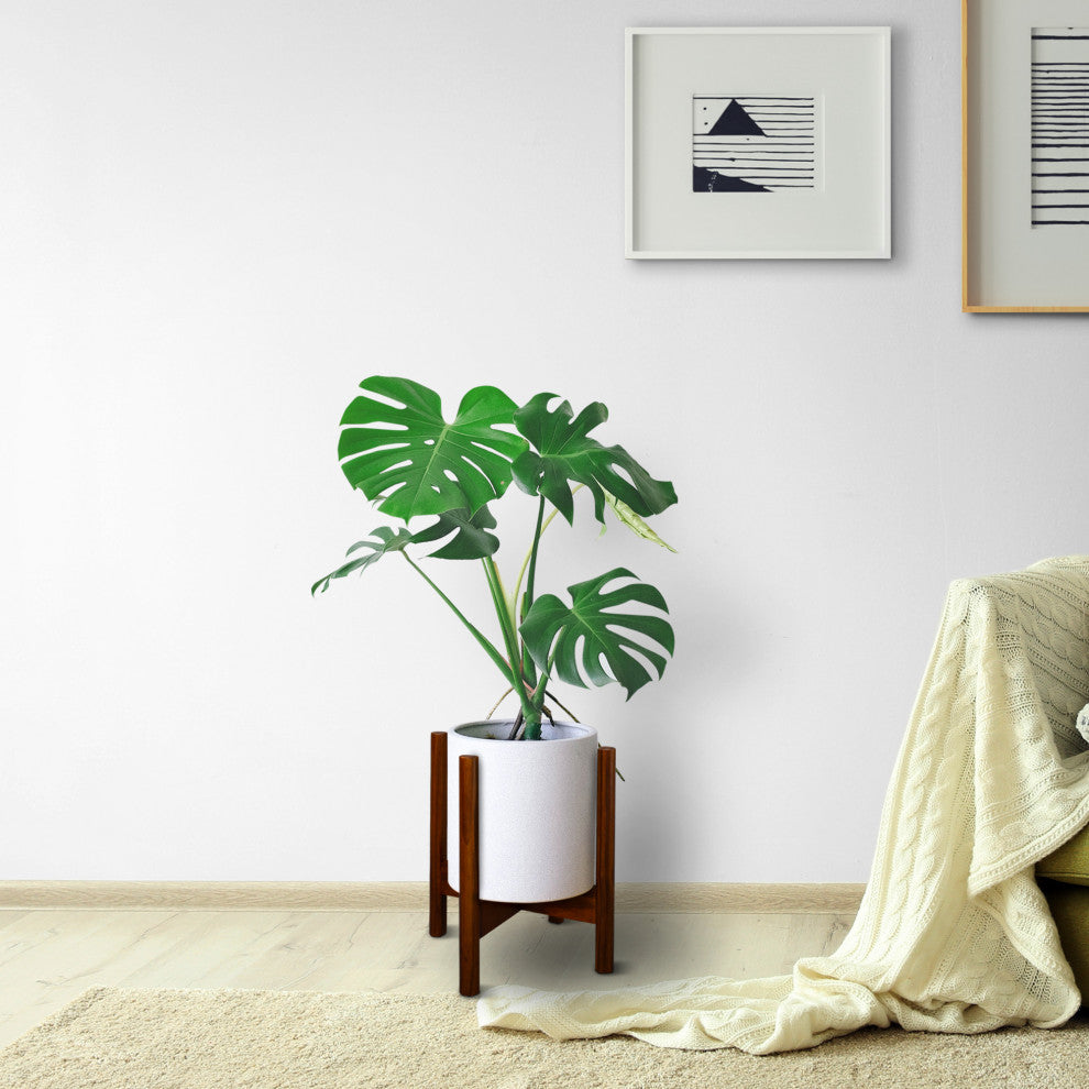 Wood Plant Display Stand, 12"
