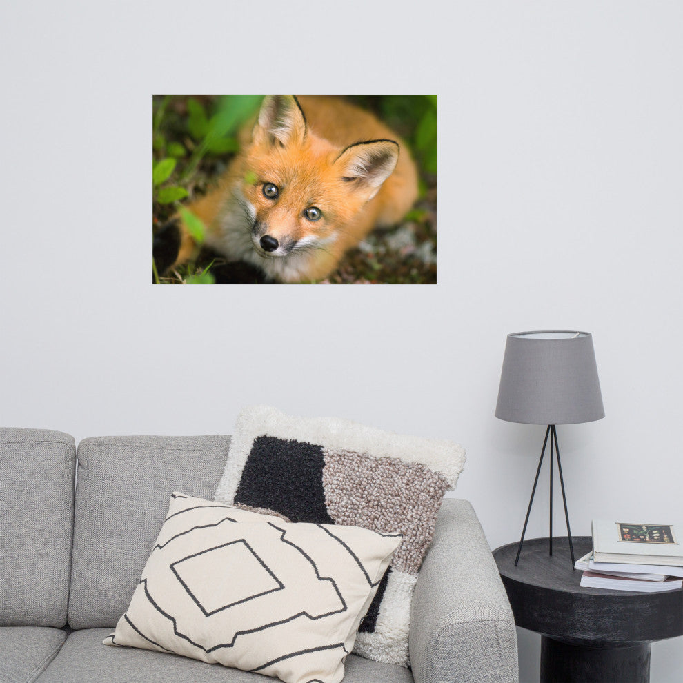 Young Red Fox Face Animal Wildlife Nature Photograph Loose Wall Art Print, 24" X 36"