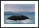 "Sperm Whale tail" Framed Digital Print by Flip Nicklin, 38"x28"
