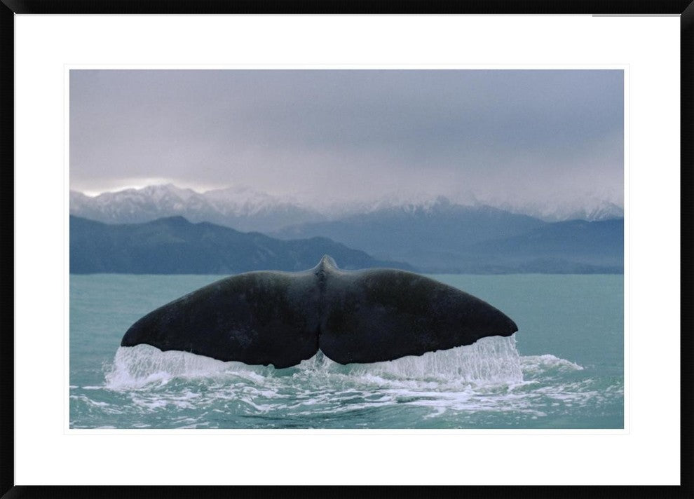 "Sperm Whale tail" Framed Digital Print by Flip Nicklin, 38"x28"