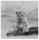 "The Leopard 2A2" by Ata Alishahi, Canvas Art, 24"x24"