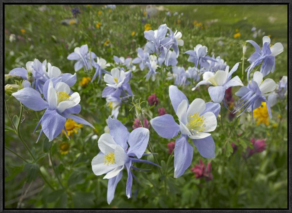 Colorado Blue Columbine Flowers, American Basin, Colorado, 24"x18"