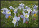 Colorado Blue Columbine Flowers, American Basin, Colorado, 24"x18"