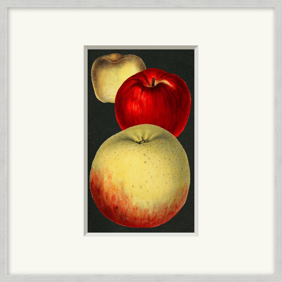 Fruit Study 8, Giclee Reproduction Artwork