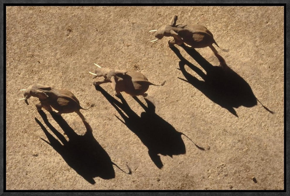 "African Elephant trio aerial with shadows, Africa"  by Tim Fitzharris, 19x13"