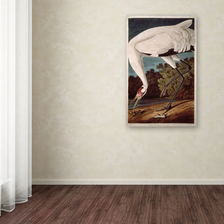 'Whooping Crane' Canvas Art by John James Audubon