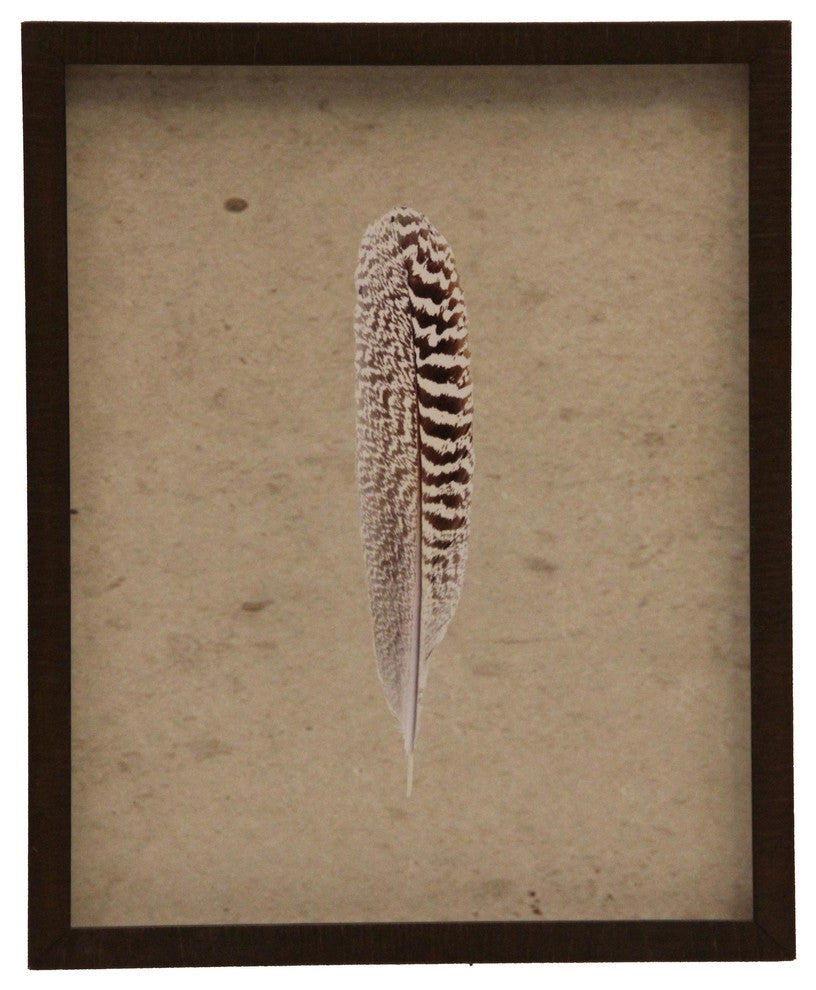 Isolated Brown And White Striped Bird Feather, Brown Shadowbox