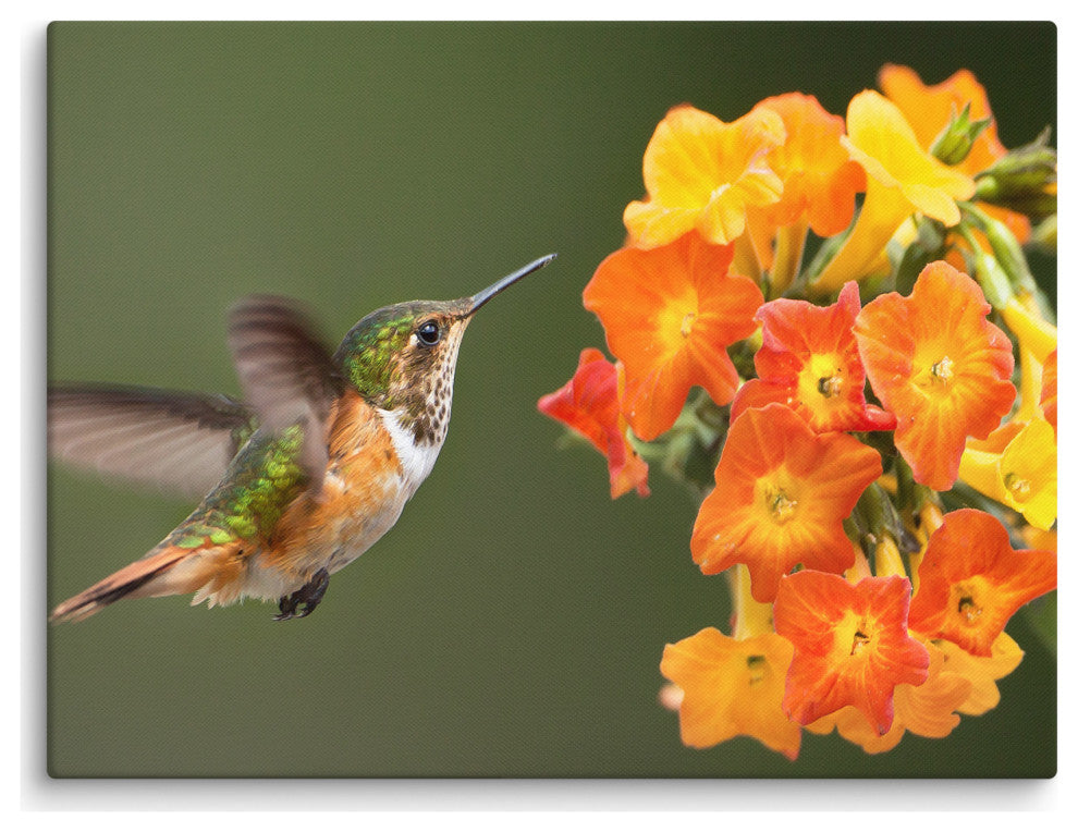 Hummingbird Little Yellow-Orange Flowers Wildlife Photo Canvas Wall Art Prints, 18" X 24"