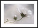 "Cosmos" Framed Digital Print by Mandy Disher, 38"x28"