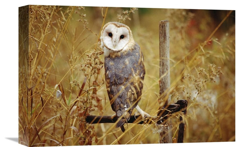 "Barn Owl Perching Among Dry Grasses, British Columbia, Canada" Artwork