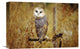 "Barn Owl Perching Among Dry Grasses, British Columbia, Canada" Artwork