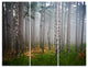 "Dense Misty Forest" Photography Canvas Print, 3 Panels, 36"x28"