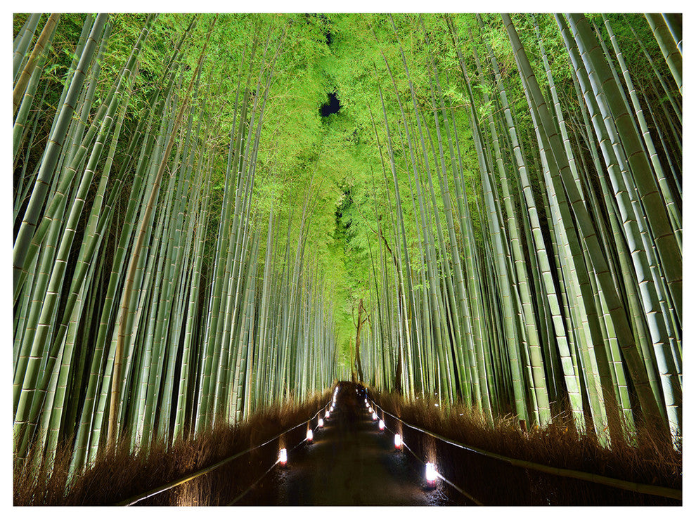 Beautiful Bamboo Forest Panorama, Landscape Canvas Art Print, 40"x30"