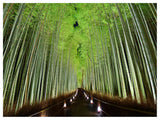 Beautiful Bamboo Forest Panorama, Landscape Canvas Art Print, 40"x30"