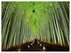 Beautiful Bamboo Forest Panorama, Landscape Canvas Art Print, 40"x30"