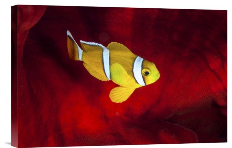 "Clownfish" Stretched Canvas Giclee by Barathieu Gabriel, 18x12"