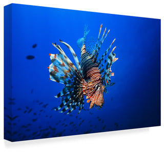 Barathieu Gabriel 'Lionfish' Canvas Art, 19"x12"