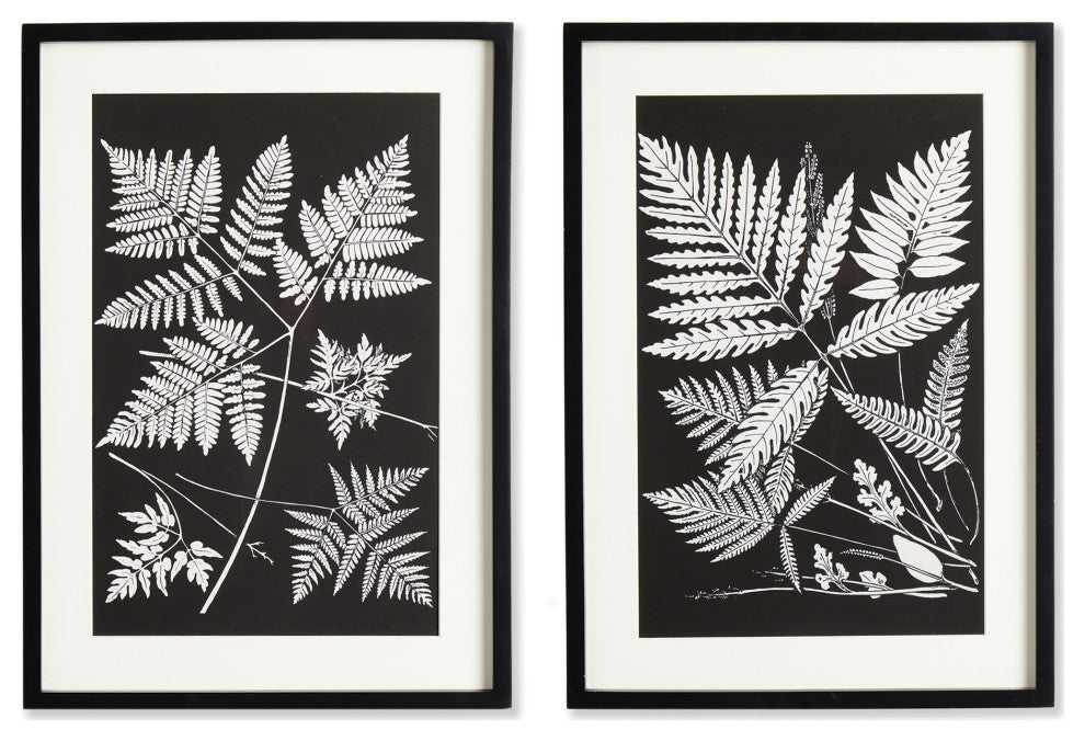 Assorted Fern Study, Set of 2