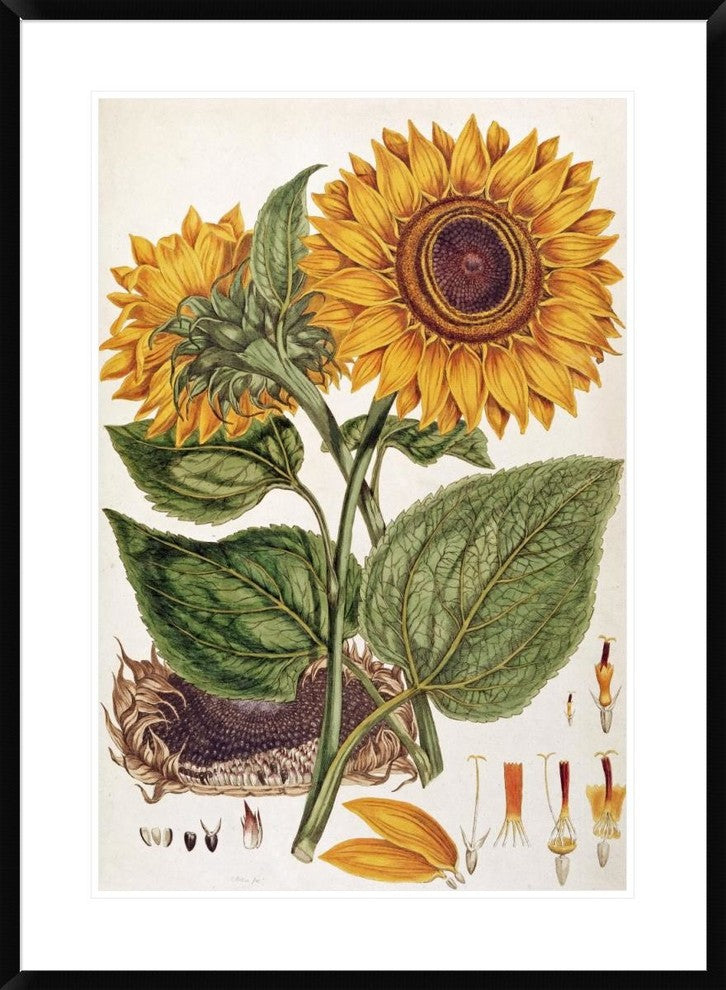 "Sunflower" Framed Digital Print by John Miller, 28"x38"