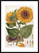 "Sunflower" Framed Digital Print by John Miller, 28"x38"