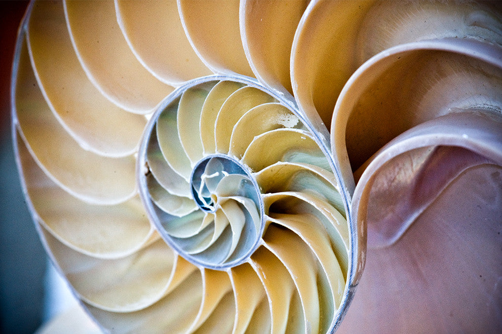 "Swirl" Paper, 24"x36"
