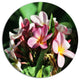 Beautiful Little Pink White Flowers, Floral Round Wall Art, 36"