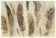 "Feather Study" Digital Paper Print by Albena Hristova, 38"x26"
