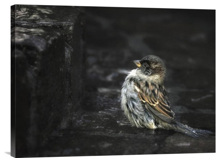 "The Wall" Stretched Canvas Giclee by Holger Droste, 24"x18"