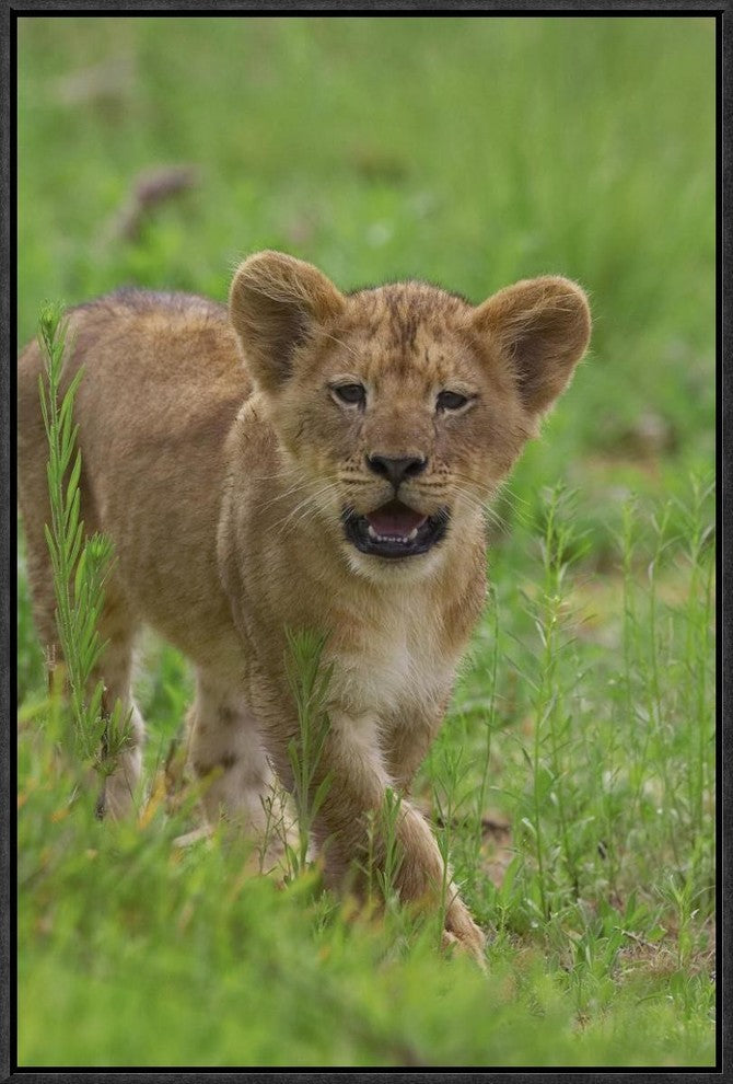 African Lion Cub Calling, Threatened, Native To Africa, 16"x24"