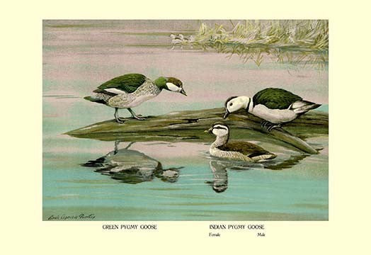 Green and Indian Pygmy Goose- Fine Art Giclee Print 24" x 36"