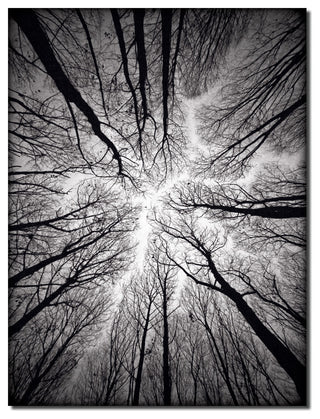 Indoor/Outdoor Wall Decor 'Ceiling' in ArtPlexi, 30"x20"