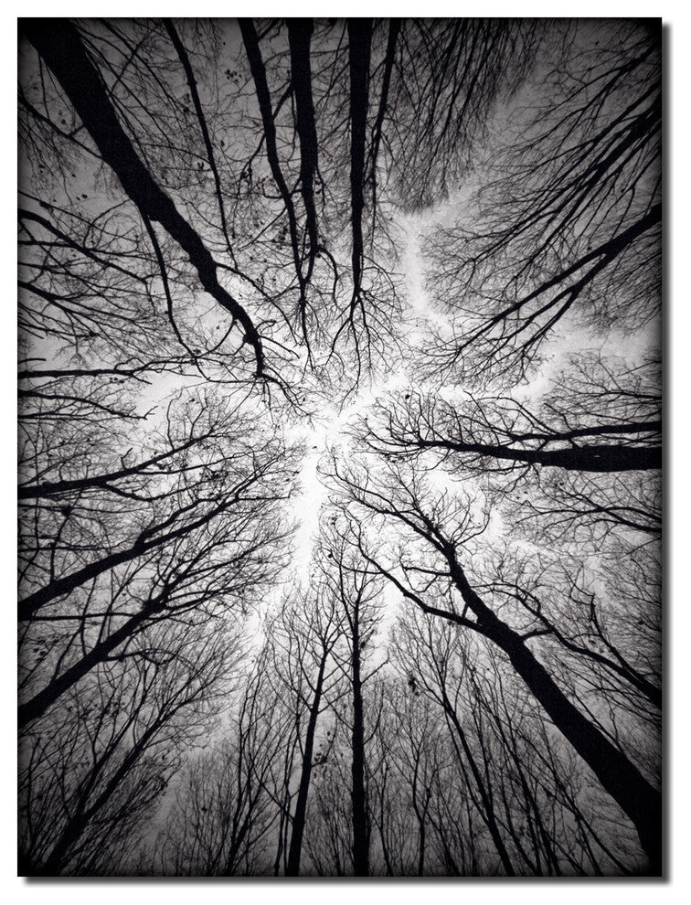 Indoor/Outdoor Wall Decor 'Ceiling' in ArtPlexi, 30"x20"