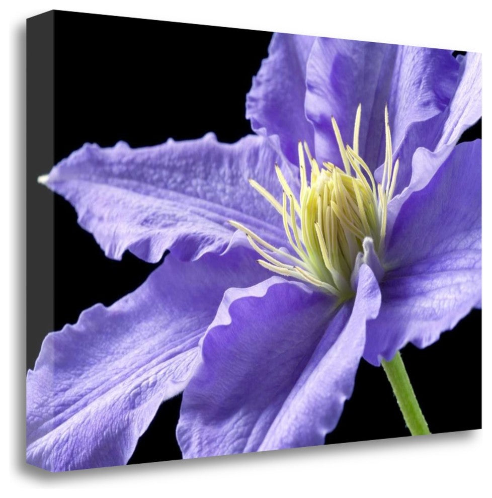 "Purple Clematis" By Amalia Elena Veralli, Giclee Print on Gallery Wrap Canvas