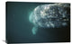 "Gray Whale Curious Adult Investigating Underside Of Boat, Baja, Mexico" Artwork