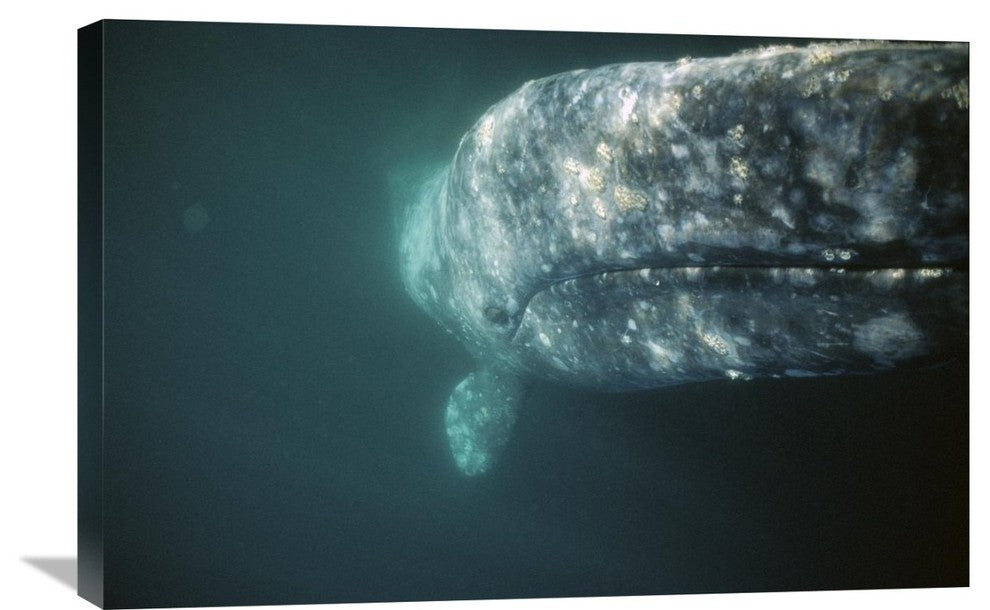 "Gray Whale Curious Adult Investigating Underside Of Boat, Baja, Mexico" Artwork