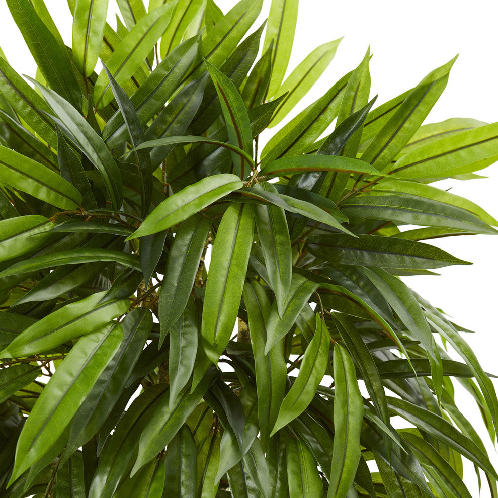 Close-up of leaves on a solid white background.