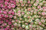 "Roses in Pink" Painting Print on Wrapped Canvas