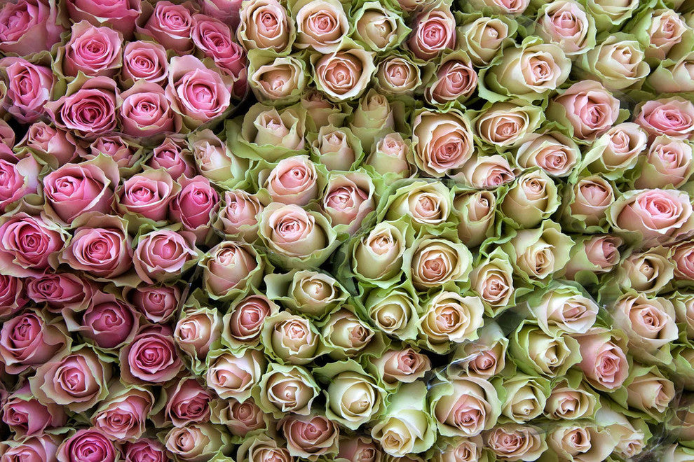 "Roses in Pink" Painting Print on Wrapped Canvas