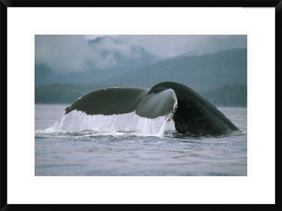 "Humpback Whale tail, Alaska" Framed Digital Print by Flip Nicklin, 32x24"