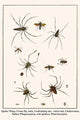 Spider Wasp, Crane Fly, Ants, Leafcutting Ant, Velvet Ant, Chelicerates, Tailess
