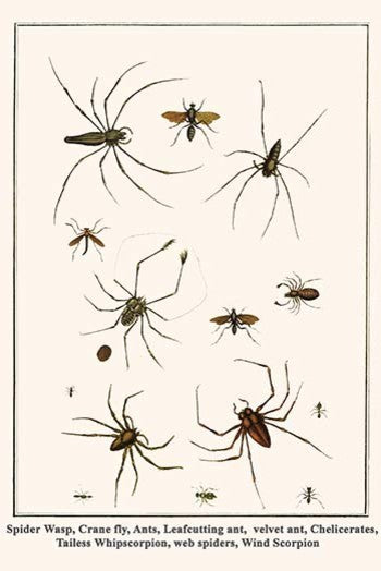 Spider Wasp, Crane Fly, Ants, Leafcutting Ant, Velvet Ant, Chelicerates, Tailess